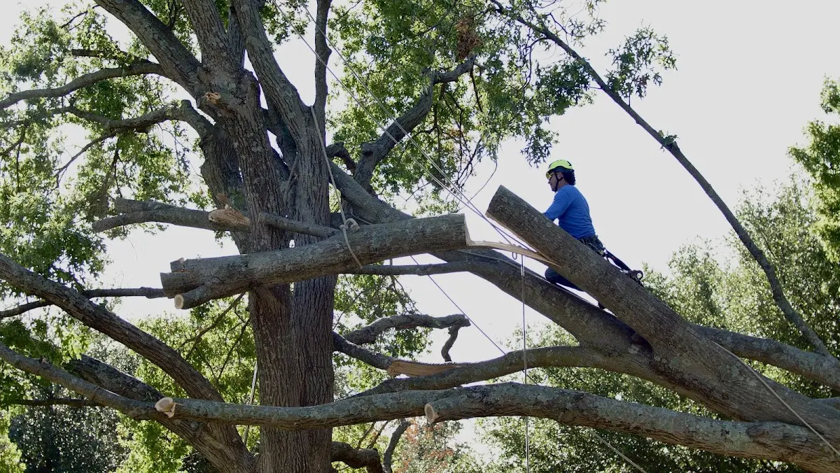 Professional Hazardous Tree Removal performed by certified arborists in Orangeville