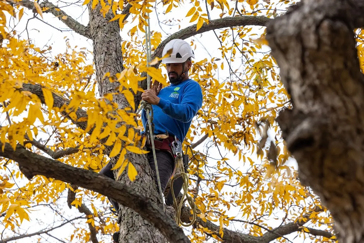 Skilled Tree Trimming crew working in Orangeville